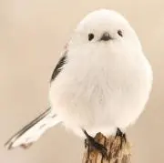 mogumogu