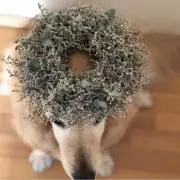 いちじくの画像