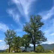 a.a.の画像