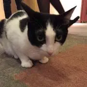 こんぶ