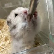 おもち