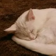 さくらの画像