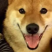ごんちゃんの画像