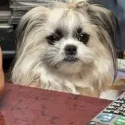 獅子丸