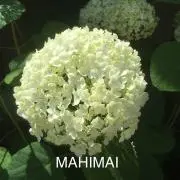 まひまい