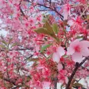 チェリーブロッサム✿の画像