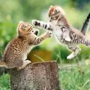やまだの画像