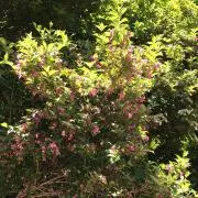 はなすきの画像