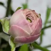 shk1030