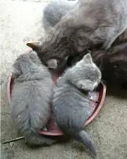 みなねこの画像