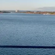向日葵