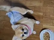 けん