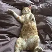 おヒゲさんの画像