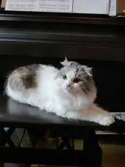 こびっち