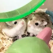 うさぴよ@送料無料&即購入◎の画像