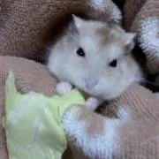 ゆーぶ
