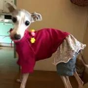 チェリー