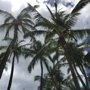 SEIの画像