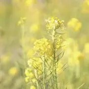 ひなたの画像