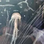 かわ