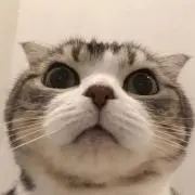 Boa