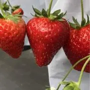 いちごの画像