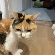 てちの画像