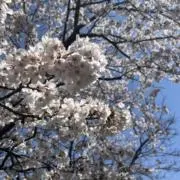 しゅんの画像