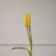 花の画像