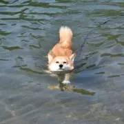tokotokoの画像