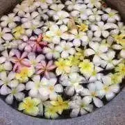 おまめの画像
