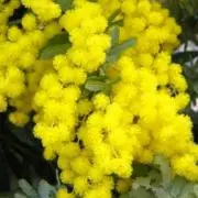 mimosa