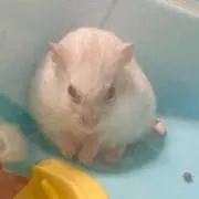 はむの画像