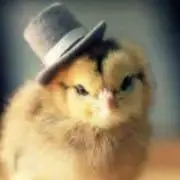ひよこハットちゃんの画像