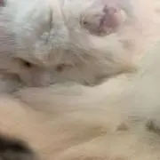 みみの画像