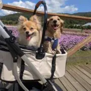 ぼゆの画像