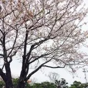 sakuraの画像
