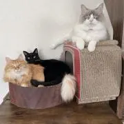ソライトの画像