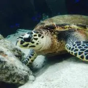 かめ太郎