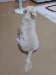 イヌ科愛好家の画像