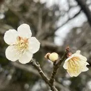 ささきの画像