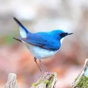 こるりの画像