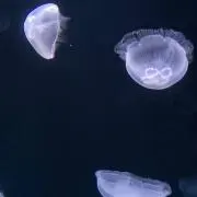 Mimiの画像
