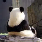 メルパンダの画像