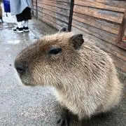 西くんの画像