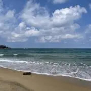 ゆの画像
