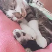 みぃの画像