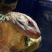 ぱちゃんの画像