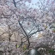 シュバルツの画像