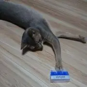 るーらいあん